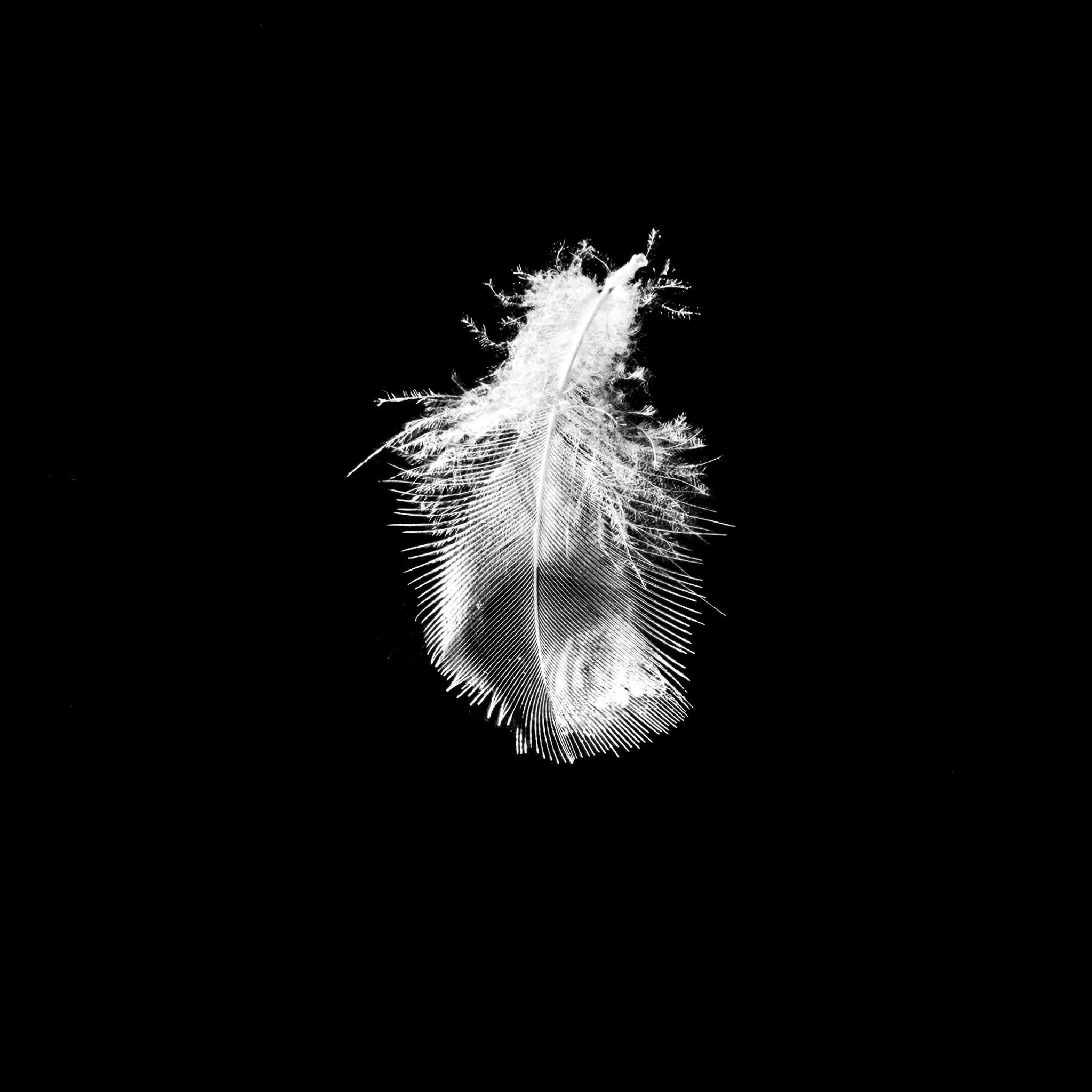 Floating Feather II Adrian Schaub photography